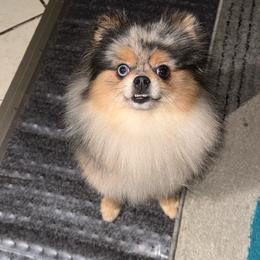 Daisy - Merle female Pomsky puppy in Green Bay, Wisconsin from OG's Pomskies