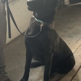 Belgian Malinois from Platinum K9S