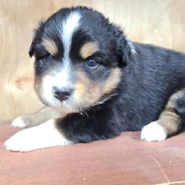 Miniature Australian Shepherd and Toy Australian Shepherd Puppies from Beasley Acres Aussies