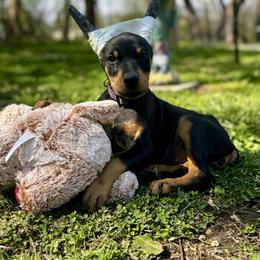 Purple - Black and rust female Doberman Pinscher puppy in Medina, Tennessee from Valorosa Doberman Kennel