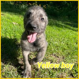 Yellow - Brindle male Irish Wolfhound puppy in Alexander, Arkansas from Isham's Huskies and Shamrock Irish Wolfhounds