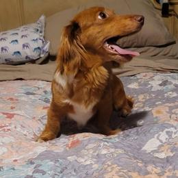 Maya - Dachshund