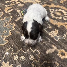 Toby - Black male English Cocker Spaniel puppy in Elko, Georgia from HillTop Brittany Kennel