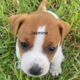 Jack Russell Terriers from Kajun Jacks