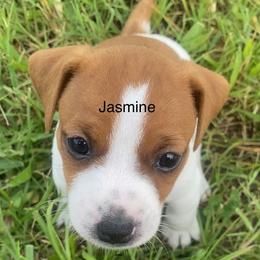 Jack Russell Terriers from Kajun Jacks