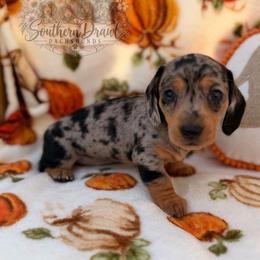 Brinslee - Dapple female Dachshund puppy in Winder, Georgia from Southern Drawl Dachshunds