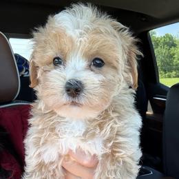 Green collar ( sangria litter) - Red male Maltipoo puppy in Fredericktown, Missouri from Doodle Pups Fur-Ever