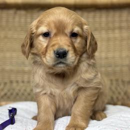 Miss Purple - Golden female Golden Retriever puppy in Tonasket, Washington from Denzil’s Goldens