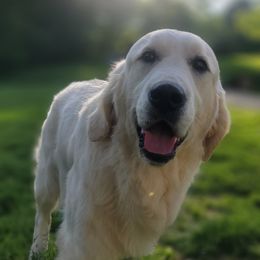 Dolores 'Dolly' - Light golden female Golden Retriever puppy in Pembroke, Virginia from Springhouse Farms