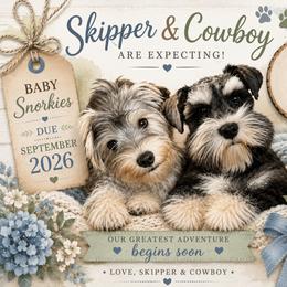 Companion Cross puppies from Sassy Schnauzers