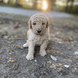Girl 1 - Goldendoodle puppy in Beggs, Oklahoma from Meyers Doodles
