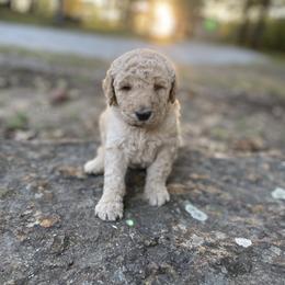 Girl 1 - Goldendoodle puppy in Beggs, Oklahoma from Meyers Doodles