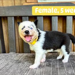 Yellow Collar - Black and white female Yakutian Laika puppy in Bethel, Ohio from Caldersong Kennels