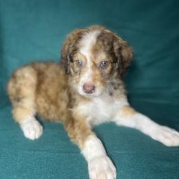 Boy 1 - Red male Aussiedoodle puppy in Alabama from SBA Aussies