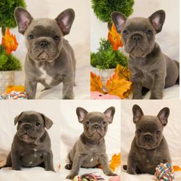 French Bulldog Puppies from 609 Frenchies