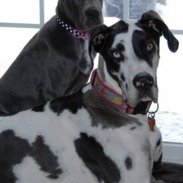 Great Danes from Good dog breeder