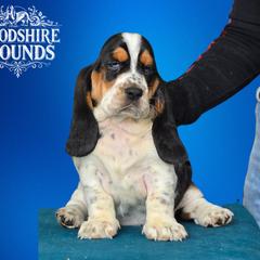 Girl 4 - Basset Hound puppy in Melbourne, Florida from Woodshire Hounds