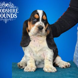 Girl 4 - Basset Hound puppy in Melbourne, Florida from Woodshire Hounds