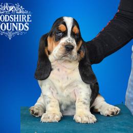 Girl 4 - Basset Hound puppy in Melbourne, Florida from Woodshire Hounds