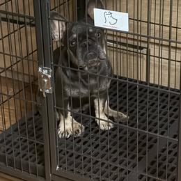 Bobbi - Tricolors female French Bulldog puppy in San Jose, California from Jesikah408