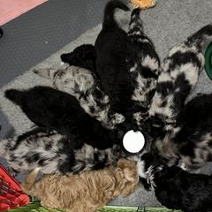 Bernedoodles and Saint Berdoodles from Myt fine doodles