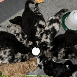 Bernedoodles and Saint Berdoodles from Myt fine doodles