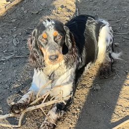 Patty - Black white and tan female English Springer Spaniel puppy in Las Vegas, Nevada from Legacy
