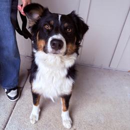 Australian Shepherds from Cowtown Aussies