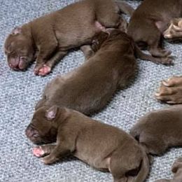 Labrador Retrievers from Tahran Labs