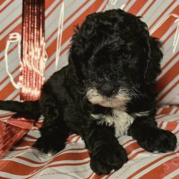 Buzz - Black male Goldendoodle puppy in Peoria,  Az, Arizona from Not Just "Golden" Doodles