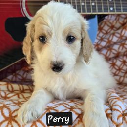 Perry - Parti male Goldendoodle puppy in Seymour, Tennessee from Lollie's Doodles