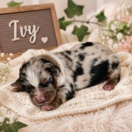 Ivy - Blue merle female Miniature Australian Shepherd puppy in Paris, Texas from Kuttin’ Up Mini Aussies