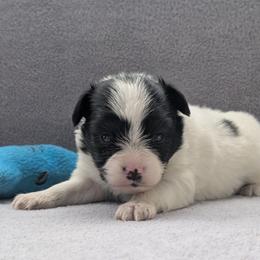 Merlot - White and black male Papillon puppy in Dorset, Ohio from Classy Country Papillons