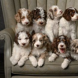 Aussiedoodles, Goldendoodles, and Golden Retrievers from Doodle Patch Farm
