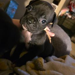 Pink - Brindle female Boxer puppy in Caspian, Michigan from Andrus Family Boxers