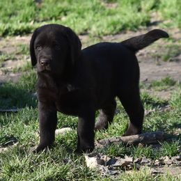 Labrador Retriever and Pembroke Welsh Corgi Puppies from Gainesfield Labradors and Pembroke Welsh Corgis