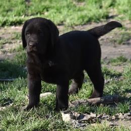 Labrador Retriever and Pembroke Welsh Corgi Puppies from Gainesfield Labradors and Pembroke Welsh Corgis