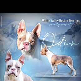 Odin - Boston Terrier
