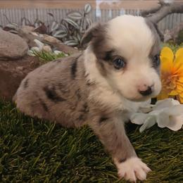 Storm - Blue merle male Miniature Australian Shepherd puppy in Penn Valley, California from Ghostfire Mini Aussies