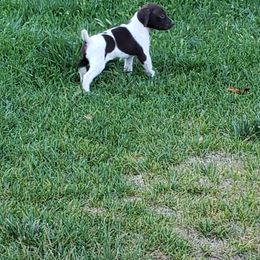 German Shorthaired Pointer Puppies from Cozy's GSPs