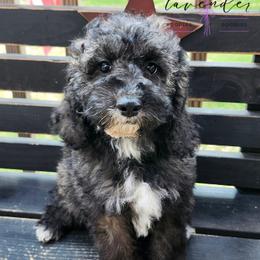 Mimosa - Sable female Cockapoo puppy in Mancelona, Michigan from Lavender poodles & doodles