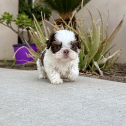 Panchito - Chocolate male Shih Tzu puppy in Selma, California from JAB