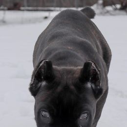 Cane Corso from De Novo Cane Corso