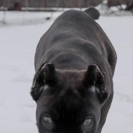 Cane Corso from De Novo Cane Corso