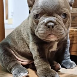 "MARIE ROSE BY BILLY" French Bulldog Puppies from By Billy LaVie en Rose