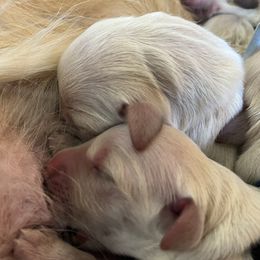Girl 4 - Golden female Golden Retriever puppy in Gastonia, North Carolina from Crowders Creek Goldens