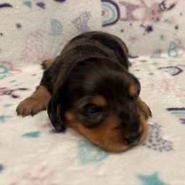 Purple Collar Girl - Dapple female Dachshund puppy in Fontana, California from Oscar Meyer’s Weenies