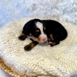 Vito - Tri-color male Bernedoodle puppy in Bremen, Indiana from Farmland Doodles