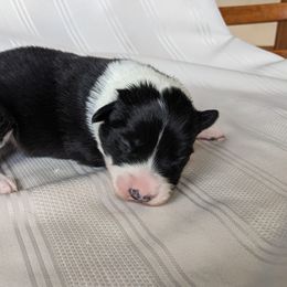 Border Collie Puppies from Sarah M Kwilinski