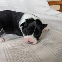 Border Collie Puppies from Sarah M Kwilinski